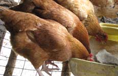 Picture of chickens feeding