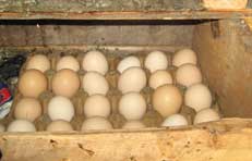 Picture of eggs